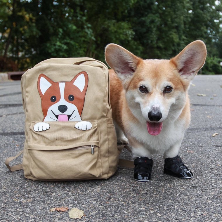 Упоротый вельш-корги