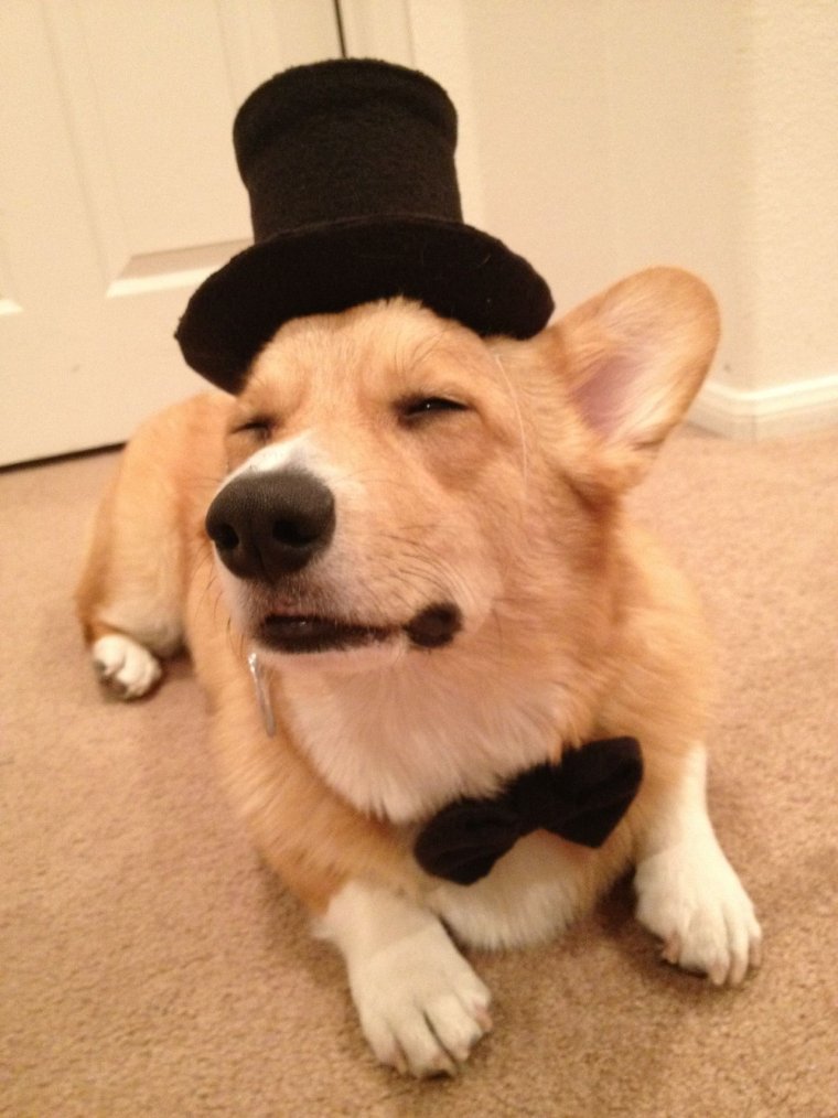 Вельш корги пемброк сзади