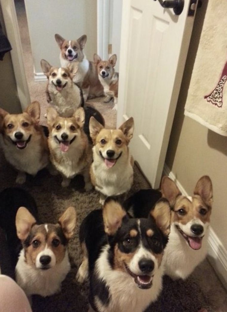 Упоротый вельш-корги