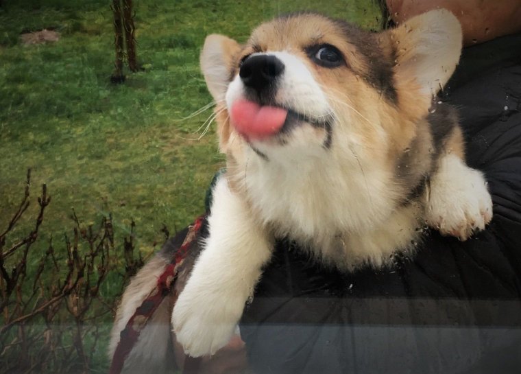 Прикольные вельш корги пемброк