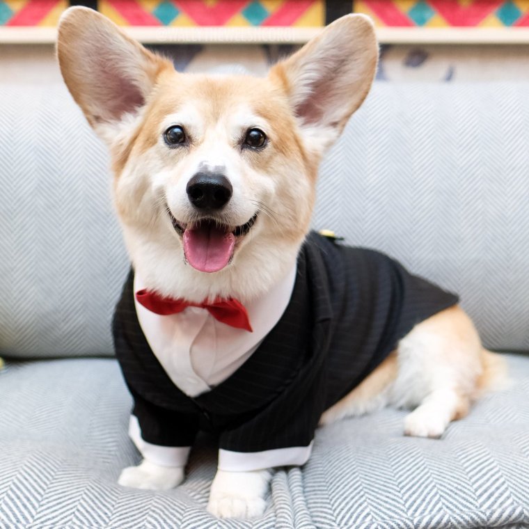 Вельш корги пемброк злой