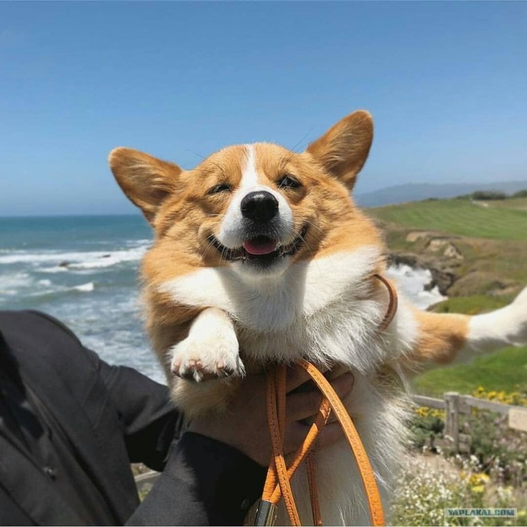 Корги под дождем