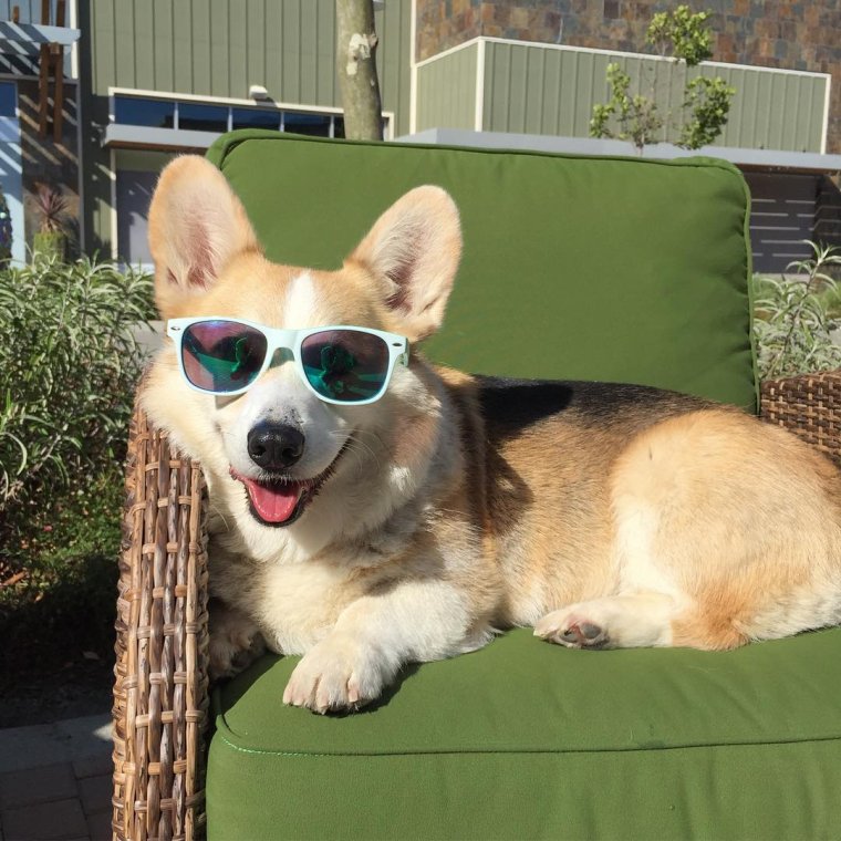 Вельш корги пемброк в костюме