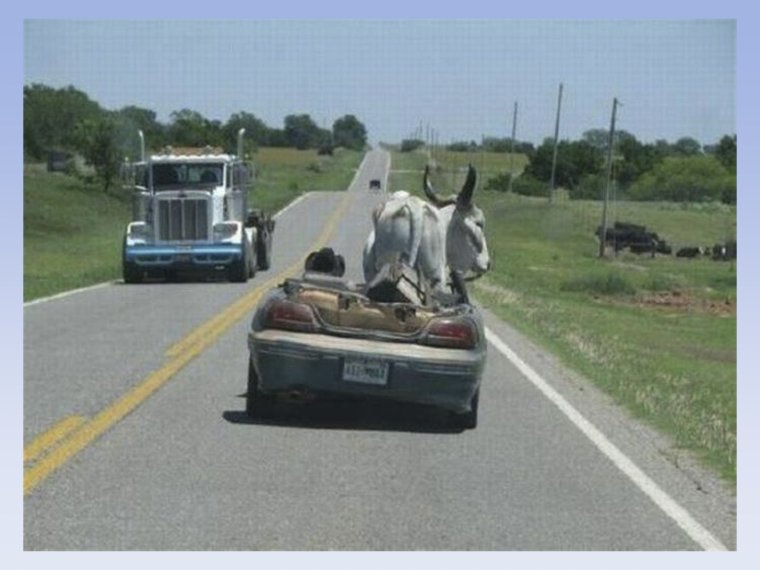 Корова в тачке