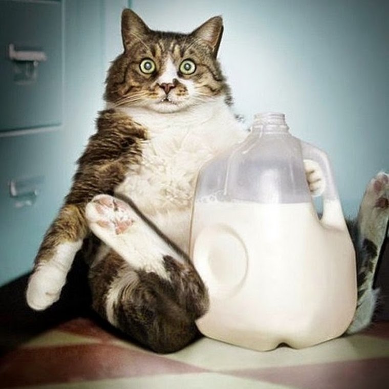 Толстый кот и молоко
