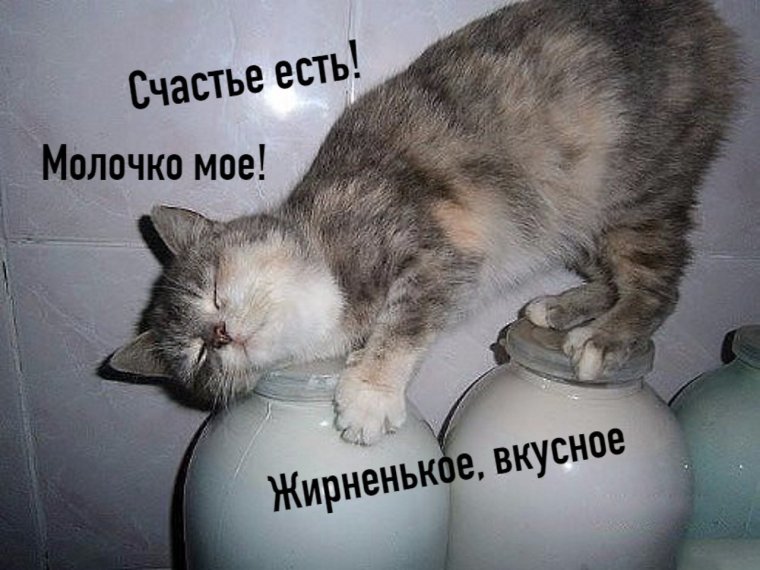 Кот и молоко