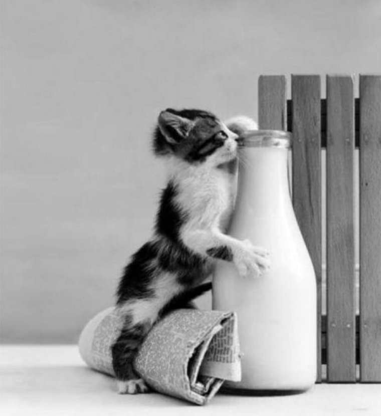Котик любит молоко
