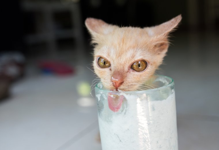 Молочко для кисы