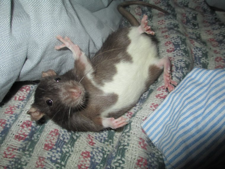 Крыса прикол