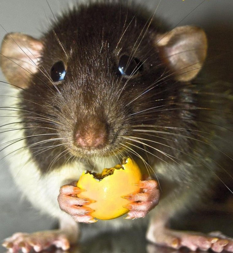 Смешные крысы