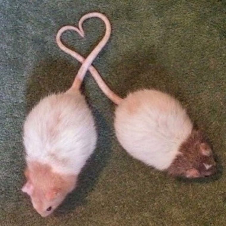 Крыса с сердечком
