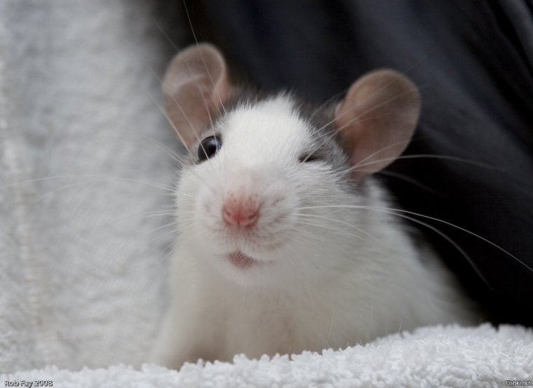 Милые крысы