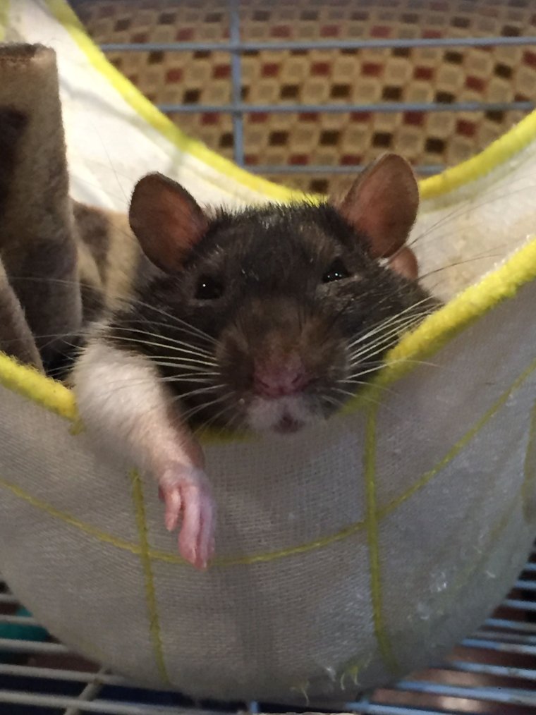 Большая декоративная крыса