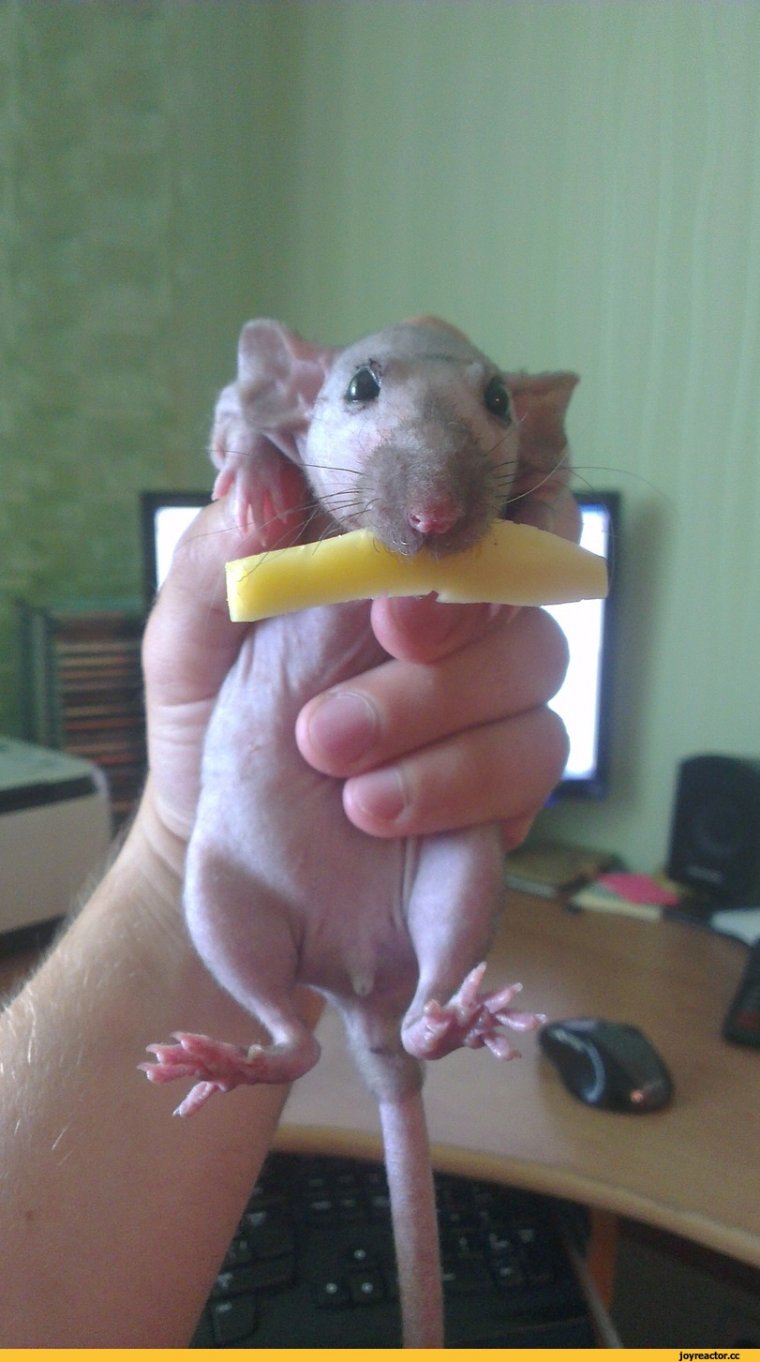 Смешные крысы