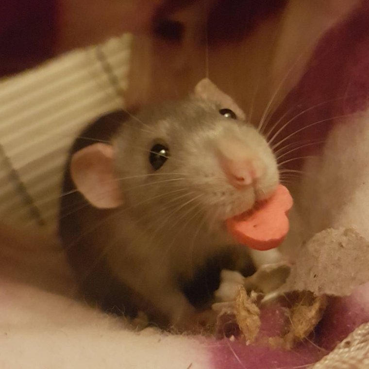 Алёна крыса