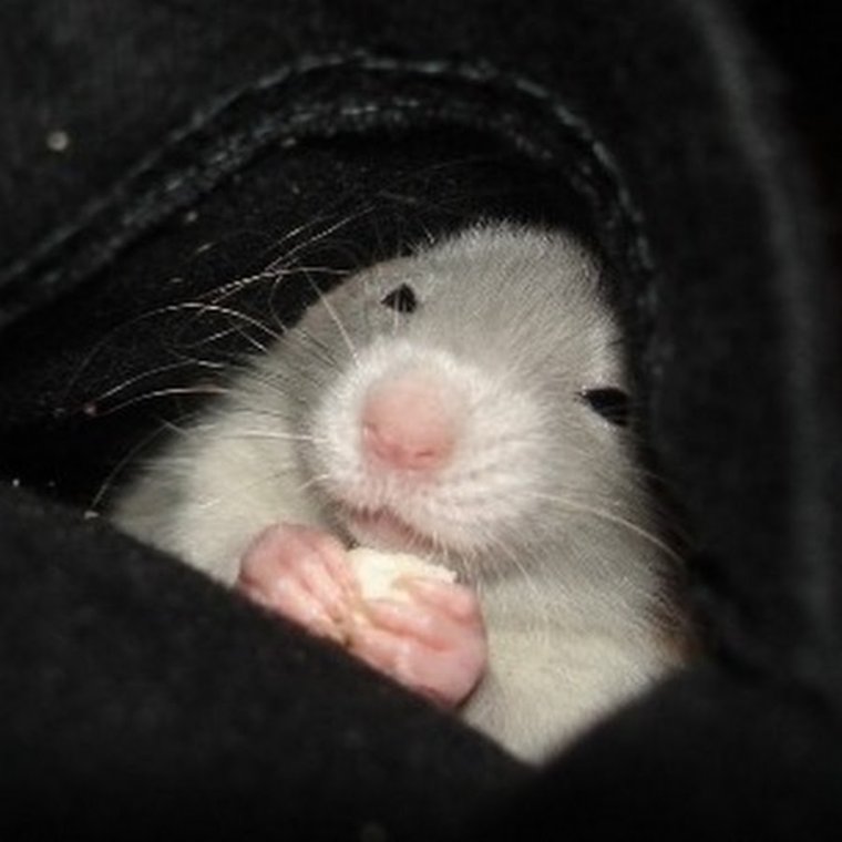 Милые крыски