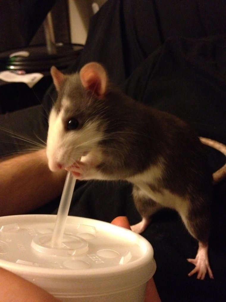 Любимое лакомство домашних крыс