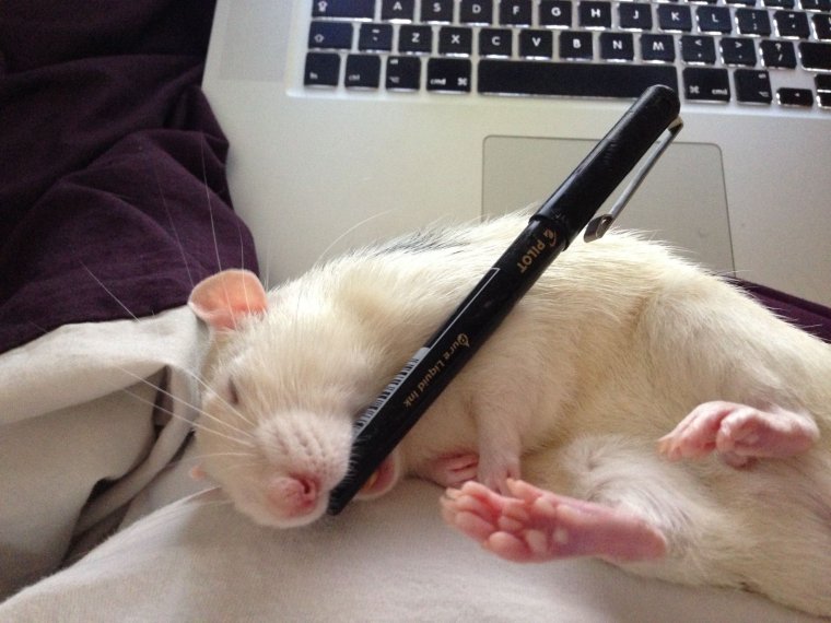 Уставшая крыса