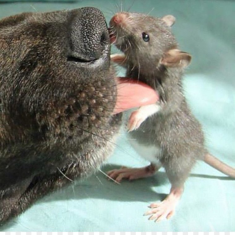 Крыса с крысятами