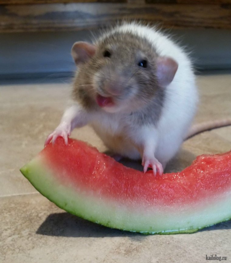 Арбуз и животные