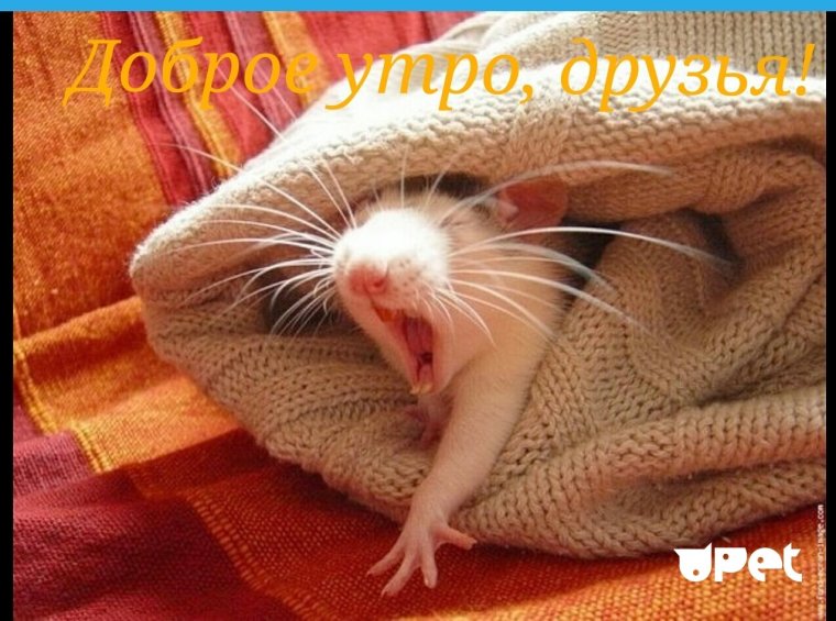 Добрая крыса