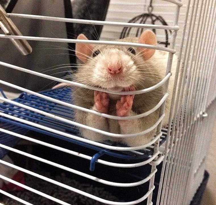 Клетка для домашней крысы