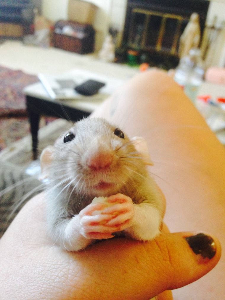 Крыса домашняя