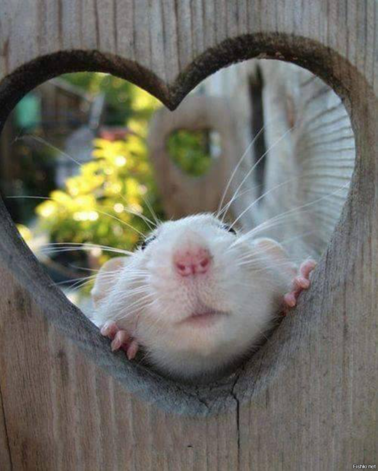 Добрая крыса