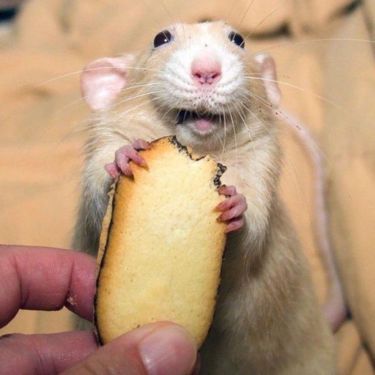 Забавная мышь