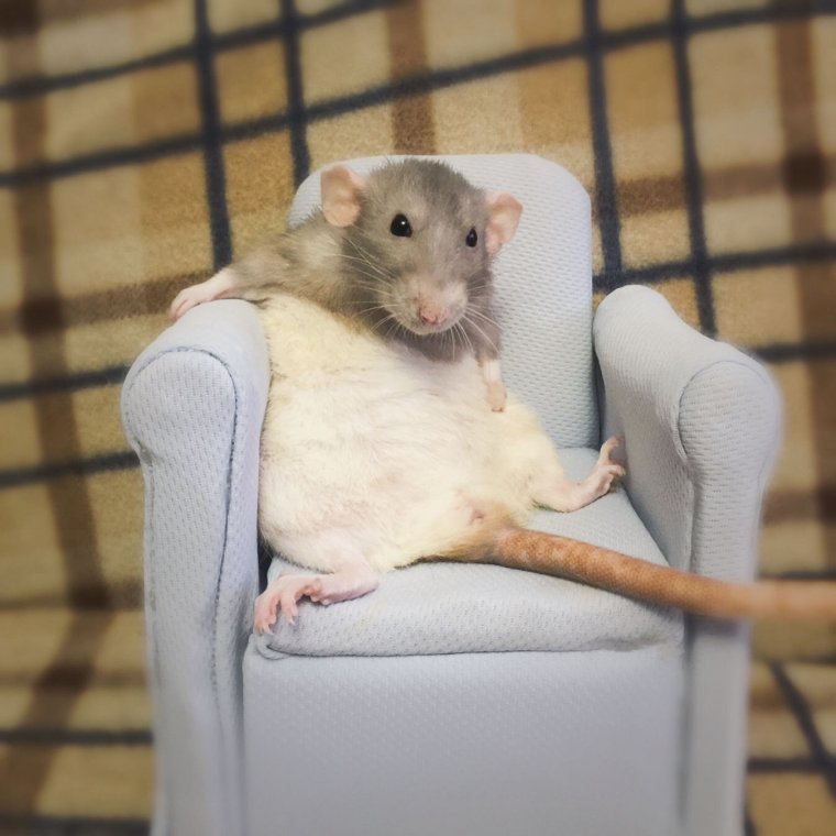 Смешные крыски