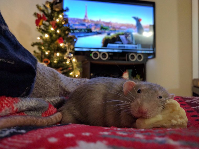 Крыса домашняя Новогодняя