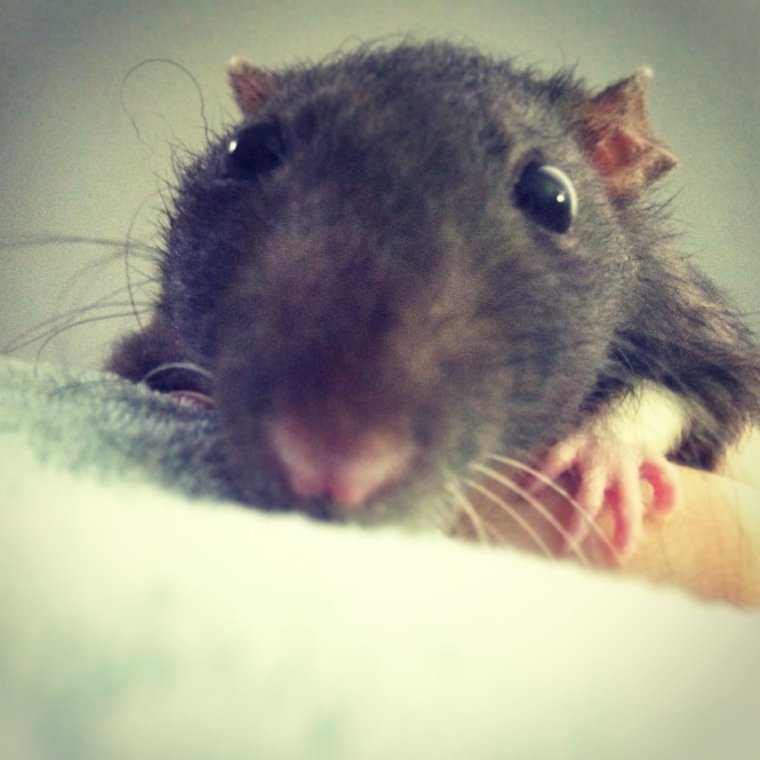 Ржачные крысы