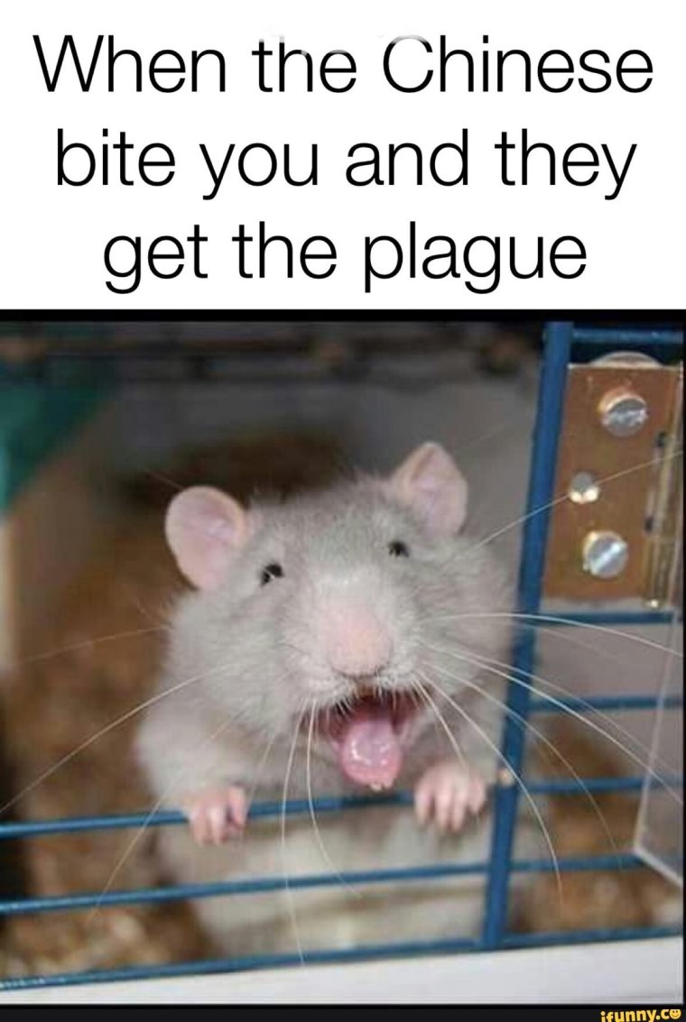 Крыски декоративные смешные