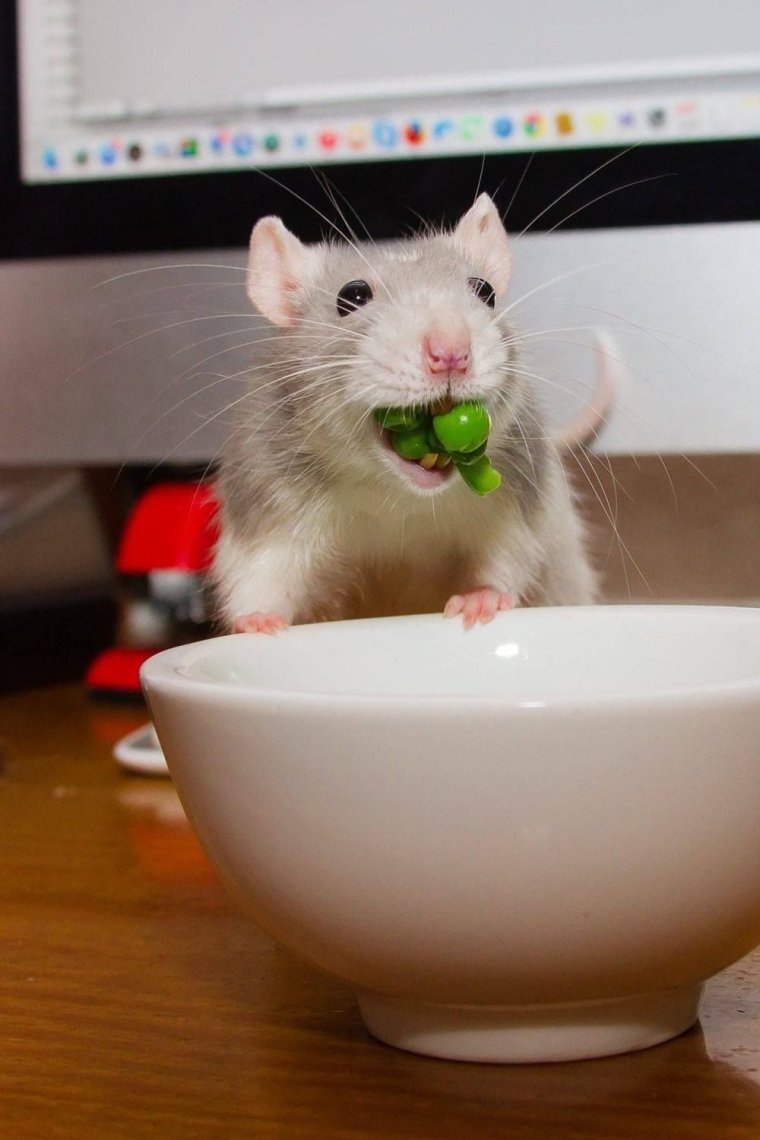 Милая крыса