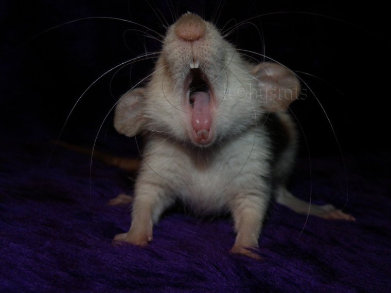Мышонок зевает