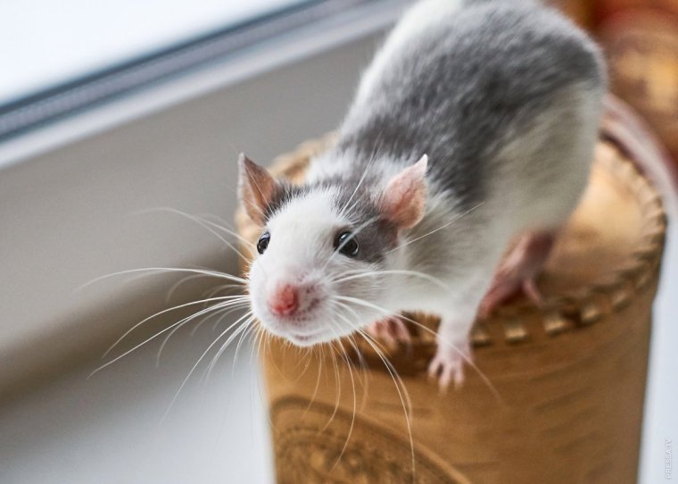 Веселая крыса
