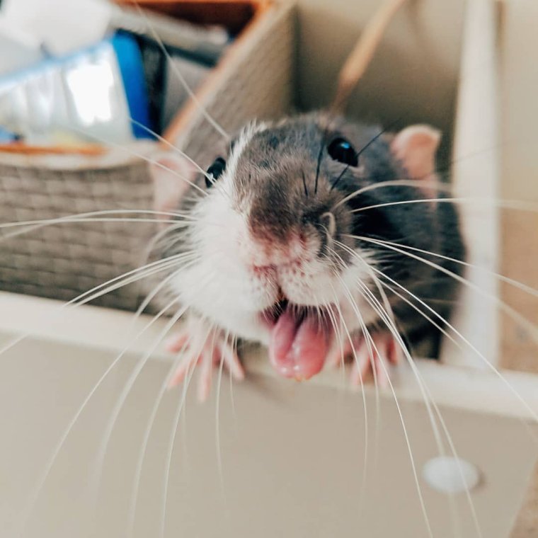 Милые крысы