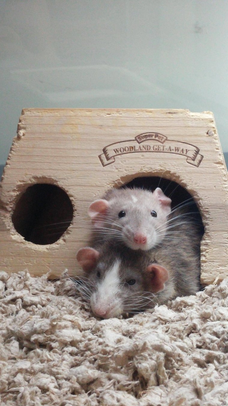 Домашние мыши и крысы