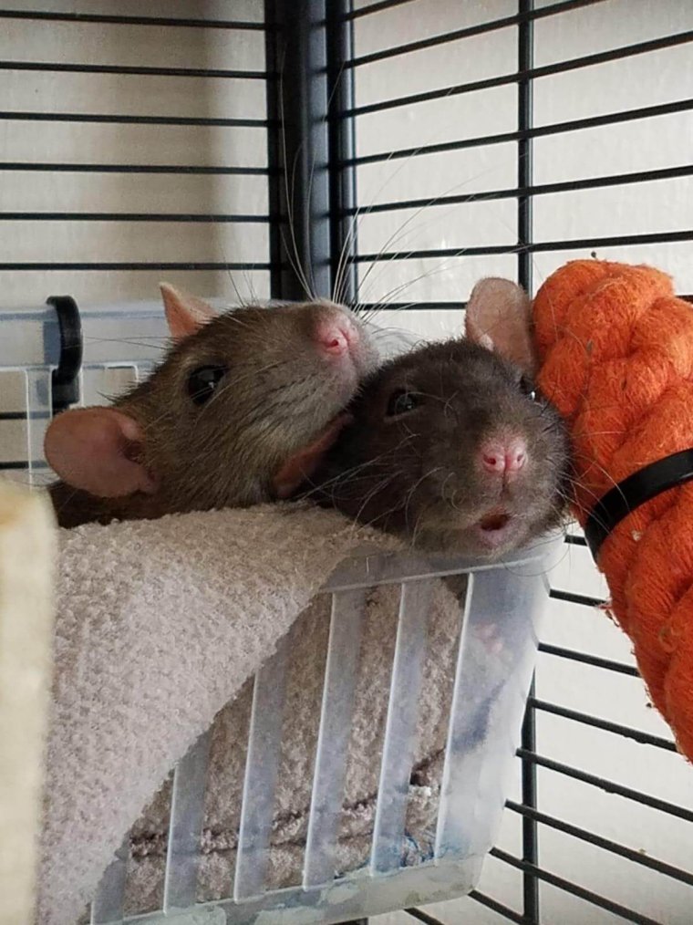 Смешные крысята