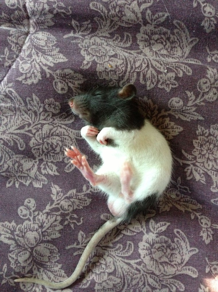 Крыски декоративные милые