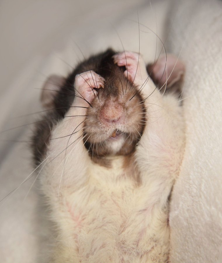 Милая крыса