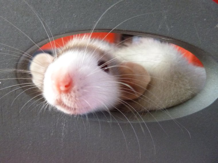 Смешная белая мышь