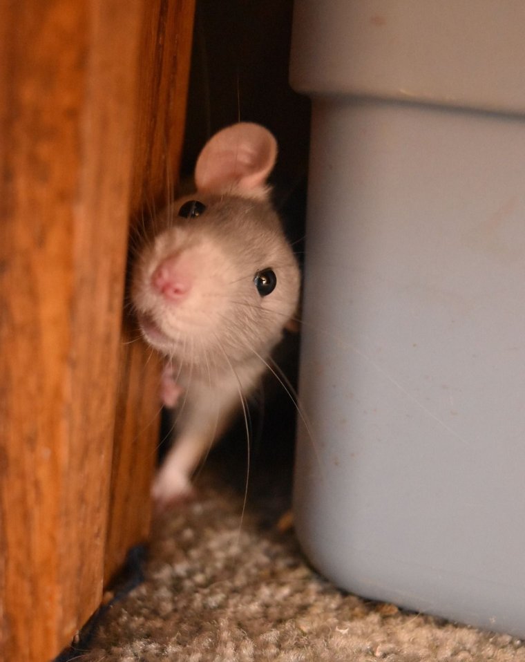 Забавные крысы Дамбо