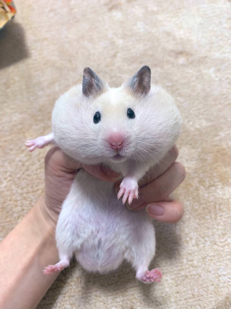 Сирийский хомяк Хома