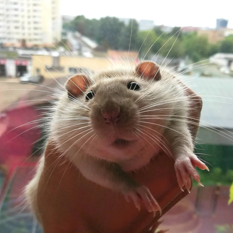 Мордочка крысы