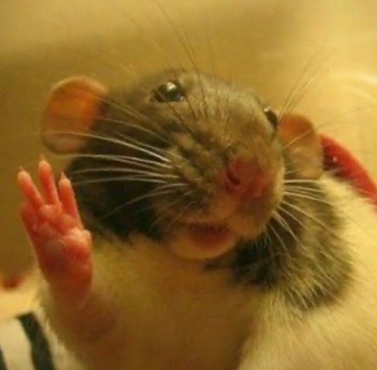 Крыски на аватарку