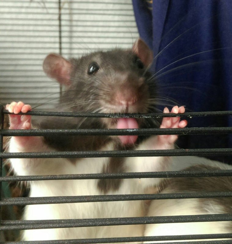 Крысы сохры