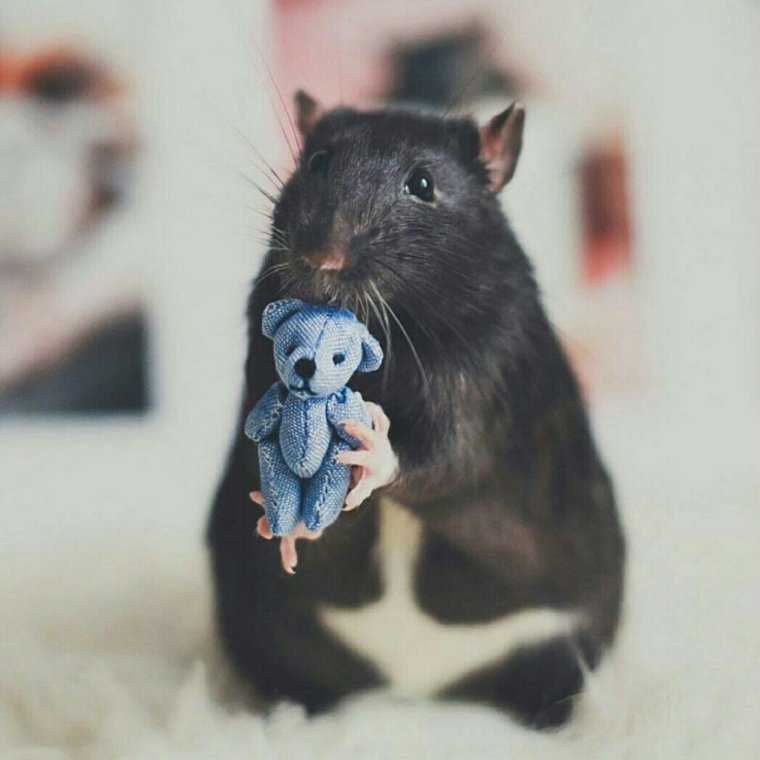 Декоративная крыса черная