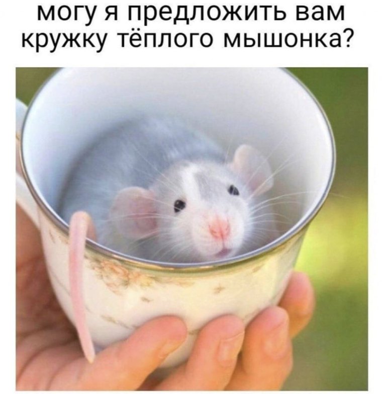 Милая крыса