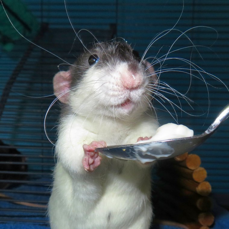 Веселая крыса